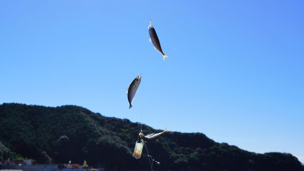 アジのサビキ釣り